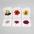 Floral Mix Greeting Card Set